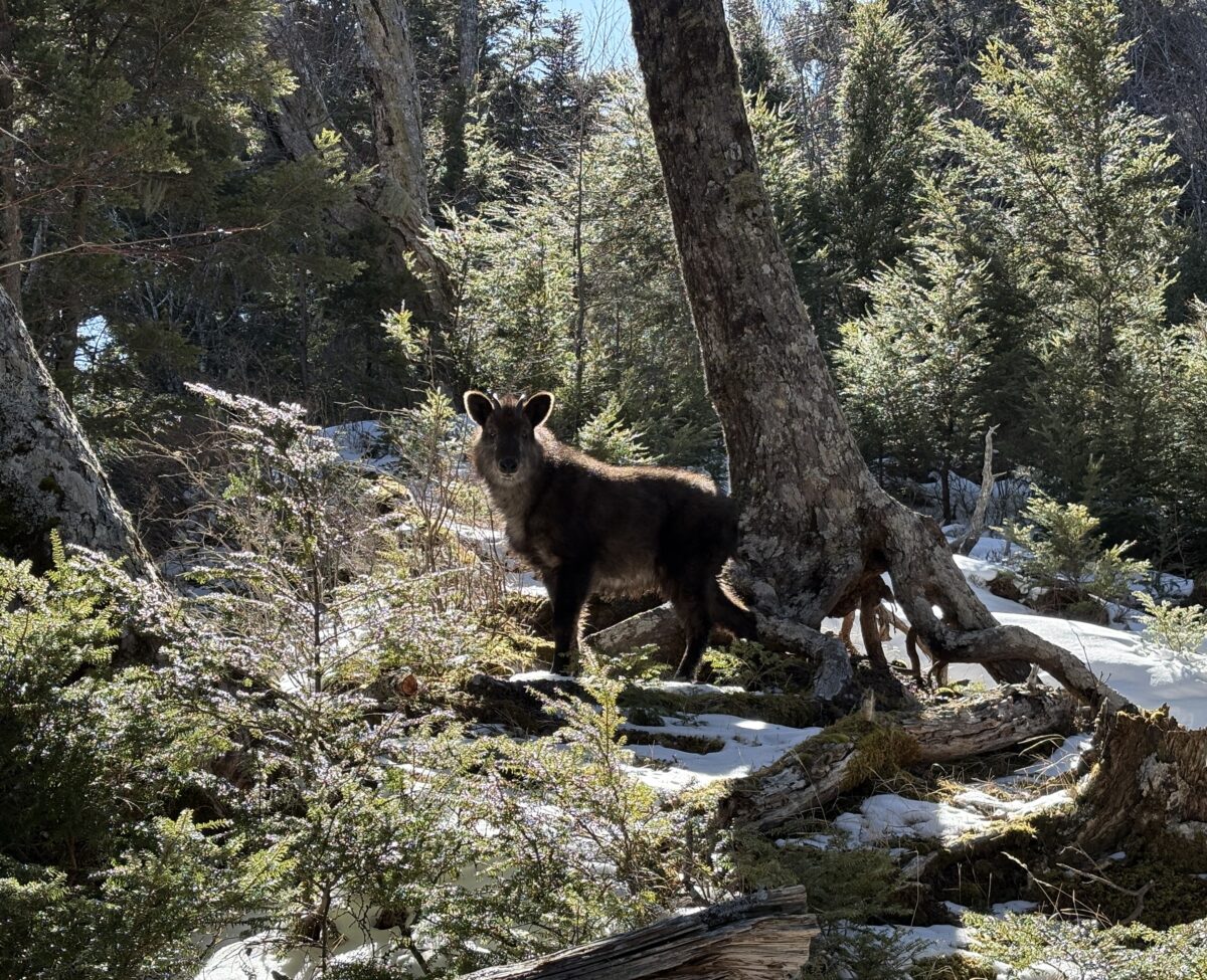 天然記念物のニホンカモシカに出会いました。
