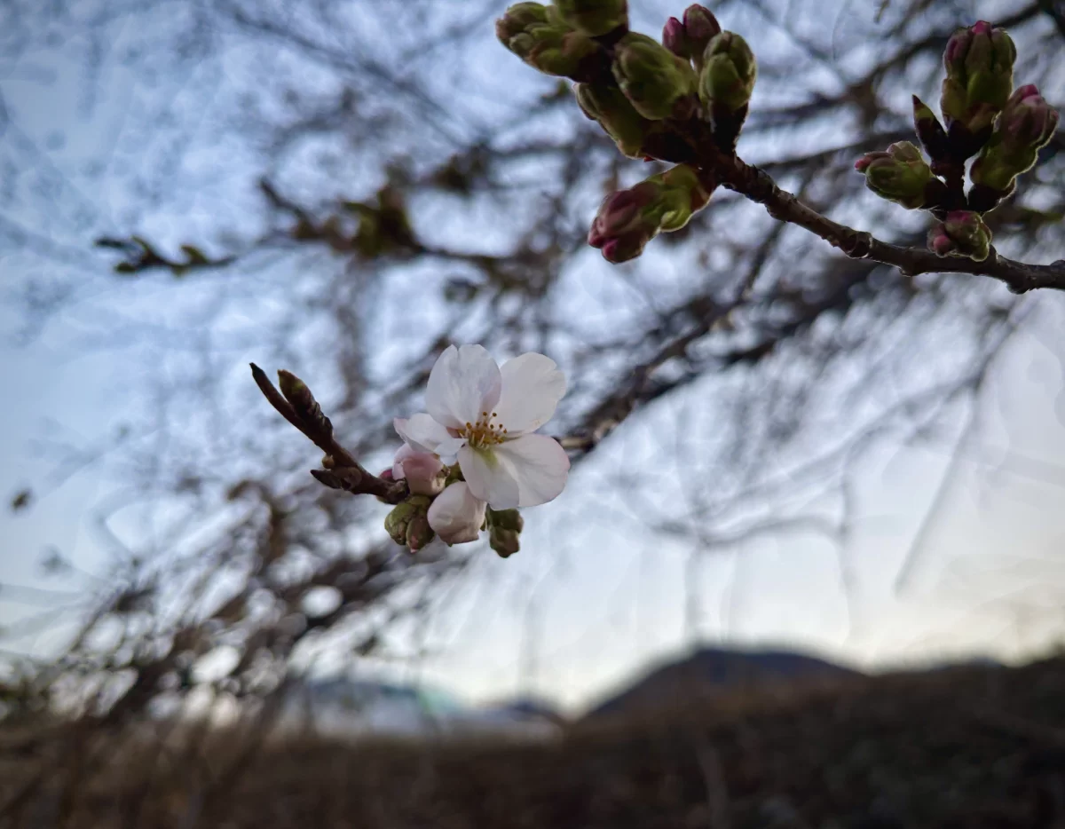 ソメイヨシノが開花。今朝は10人ほど御座石温泉から登った方がありました。