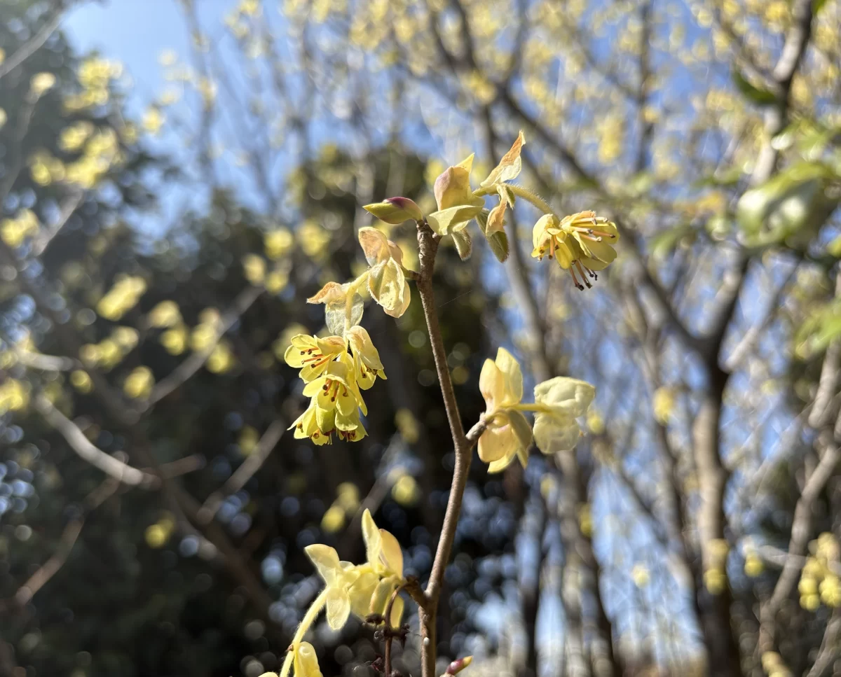 温かい日差しの中、春を告げる花々を愛でました。優雅に咲く黄色い花は、トサミズキの花でした。