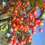 鳳凰三山積雪情報
