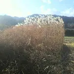 鳳凰小屋は今日から開けます