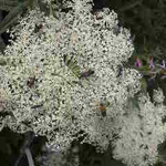 ミヤマシシウドの花はカミキリ虫達の饗宴の場所