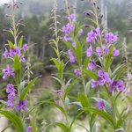 ヤナギラン揺れる