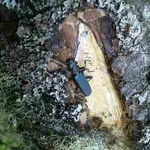 ルリヒラタムシが小屋に飛んで来た、コエゾゼミは連日鳴いています。