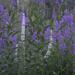 サラシナショウマ