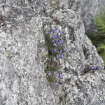 ホウオウシャジン