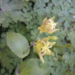 タマガワホトトギス