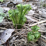 クサソテツ、通称コゴミも顔を出しました。