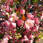 小雨の天気です。４月５日の誕生花はカイドウの花です。