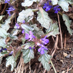 キランソウ、地獄の釜の蓋とも言います。薬用になります。