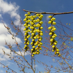 ４月６日の誕生花キブシです。