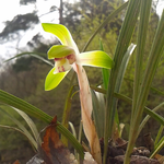 久しぶりに鳳凰三山が見えます。昨日は雨で山々が一段と黒々となりました。シュンランが咲いていました。