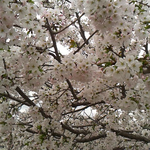 我が家のヤマザクラも満開になりました。