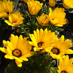 ４月7日の誕生花ディモルフオセカです。今日も雨です。