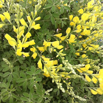 今日は寒く標高千メートル辺りから雪です。４月８日の誕生花エニシダです。