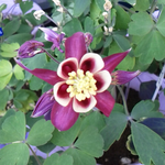 ４月９日の誕生花オダマキです