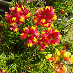 ４月１０日の誕生花、リナリアです。姫金魚草です。