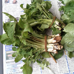 山菜、アザミの若芽。お浸しに鰹節をかけたのが絶品です。