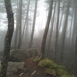 霧とコメツガの林