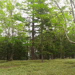 燕頭山頂、ダケカンバとカラマツ新緑が綺麗です。