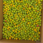 今日は暑い夏日になりそうです。鳳凰三山も綺麗です。１２日から週末営業いたします。