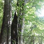 爽やかな天気です。新緑の林の中を歩くのも良いものです。
