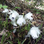 葉緑素を持たない不思議な花です。ギンリョウソウ。