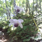 鳳凰三山のレンゲショウマが咲き始めました。