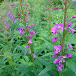 気温14℃、くもりです