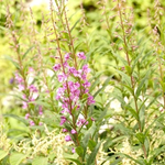 ヤナギラン、らんらんらん。