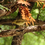 ズームレンズの初仕事