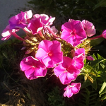 オイランソウ、自宅の庭に彩っています。