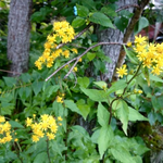 気温17℃、朝晴れからくもり空となりました