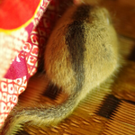 バックシャン、ヤマネちゃん