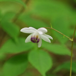 レンゲショウマの白い花