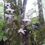 鳳凰三山のレンゲショウマ。