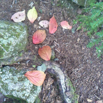 オオツリバナのワクラバ。