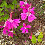 燕頭山付近に咲くオオビランジ。