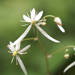 ミヤマダイモンジソウ