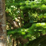 メボソムシクイの囀(さえず)りは夏の鳳凰の風物詩