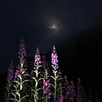 ヤナギランと朧月夜