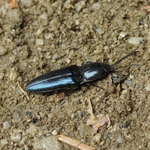 ルリハダツヤコメツキ