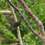 ルリビタキの幼鳥