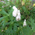 鳳凰小屋に毎年咲く白いトリカブト。