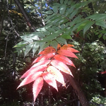 ナナカマドのワクラバ