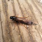 キバチ、樹蜂の仲間。