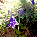 やっと会えたね、ホウオウシャジン
