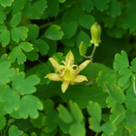 タマガワホトトギスが咲いている