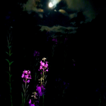 満月じゃあ～！狼じゃあ～！！ヤナギランじゃああああ～！！！