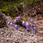 ホウオウシャジン、まだまだ見れます。